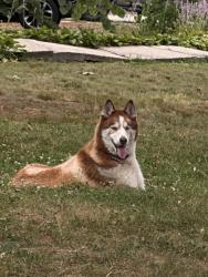 Found/Stray Male Dog last seen Wellington st, Lanham, MD 20706