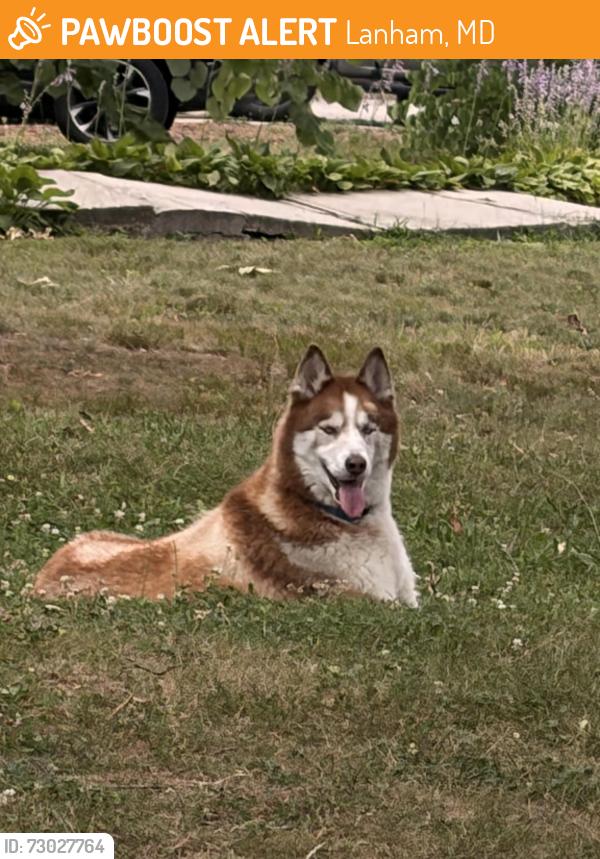 Found/Stray Male Dog last seen Wellington st, Lanham, MD 20706