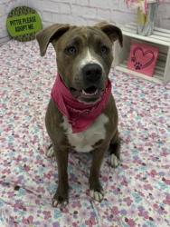 Shelter Stray Female Dog last seen Near BLOCK OAKMAN BLVD, DETROIT, MI 48238, 7401 Chrysler Dr, Detroit, MI 48211, USA