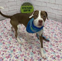 Shelter Stray Male Dog last seen Near BLOCK E 7 MILE RD, DETROIT, MI 48205, 7401 Chrysler Dr, Detroit, MI 48211, USA