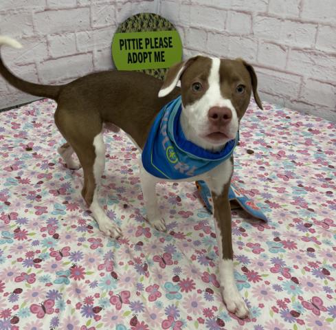 Shelter Stray Male Dog last seen Near BLOCK E 7 MILE RD, DETROIT, MI 48205, 7401 Chrysler Dr, Detroit, MI 48211, USA