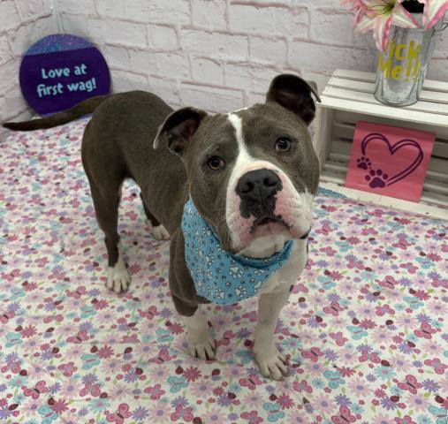 Shelter Stray Male Dog last seen COYEL & DURITON DETROIT MI 48235, 7401 Chrysler Dr, Detroit, MI 48211, USA