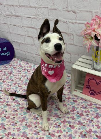 Shelter Stray Female Dog last seen Near BLOCK ELMHURST ST, DETROIT MI 48206, 7401 Chrysler Dr, Detroit, MI 48211, USA
