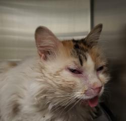 Shelter Stray Female Cat last seen , 4000 N Silverbell Rd, Tucson, AZ 85745, USA