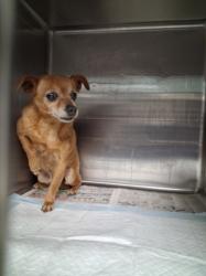 Shelter Stray Male Dog last seen , West Valley Animal Shelter, 20655 Plummer St, Chatsworth, CA 91311, USA