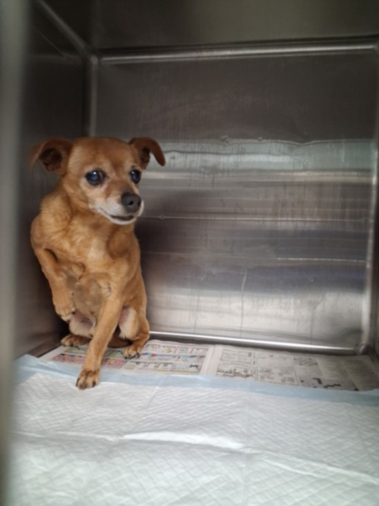 Shelter Stray Male Dog last seen , West Valley Animal Shelter, 20655 Plummer St, Chatsworth, CA 91311, USA