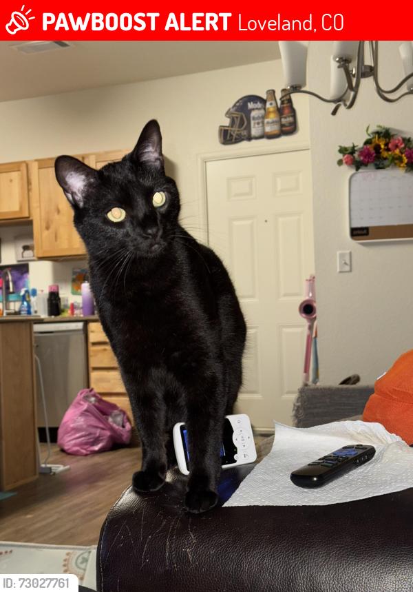 Lost Male Cat last seen Reserve at Centerra complex near target. Right by the new 7/11, Loveland, CO 80538