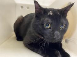 Shelter Stray Male Cat last seen Near BLOCK N 60TH ST, 3839 W Burnham St, West Milwaukee, WI 53215, USA