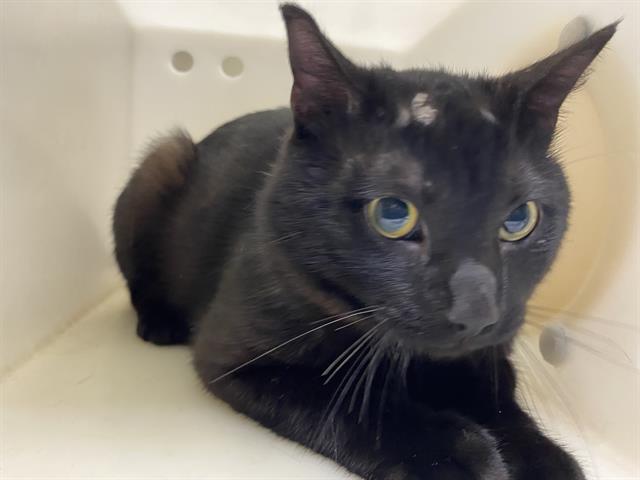 Shelter Stray Male Cat last seen Near BLOCK N 60TH ST, 3839 W Burnham St, West Milwaukee, WI 53215, USA