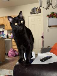 Lost Male Cat last seen Reserve at Centerra complex near target. Right by the new 7/11, Loveland, CO 80538