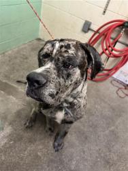 Shelter Stray Male Dog last seen FRONT ST & BROADWAY, 2127 Front St, Sacramento, CA 95818, USA