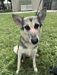 Shelter Stray Female Dog last seen LAREDO STREET, 4710 TX-151, San Antonio, TX 78227, USA
