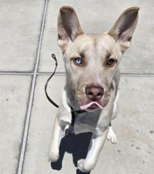 Shelter Stray Male Dog last seen UNHOUSED, 1241 W Bayaud Ave, Denver, CO 80223, USA