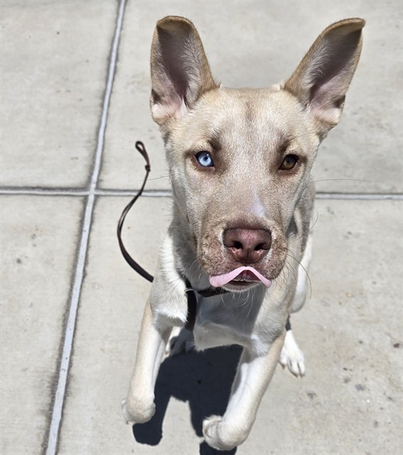Shelter Stray Male Dog last seen UNHOUSED, 1241 W Bayaud Ave, Denver, CO 80223, USA