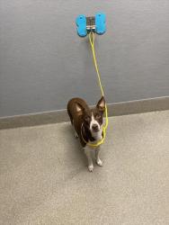 Shelter Stray Female Dog last seen Near BLOCK CECILE AVE, LAS VEGAS NV 89115, 655 N Mojave Rd, Las Vegas, NV 89101, USA