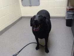 Shelter Stray Male Dog last seen Near BLOCK E 19TH AVE, DENVER CO 80218, 1241 W Bayaud Ave, Denver, CO 80223, USA
