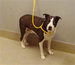 Shelter Stray Male Dog last seen Near BLOCK S MOJAVE RD, LAS VEGAS NV 89104, 655 N Mojave Rd, Las Vegas, NV 89101, USA