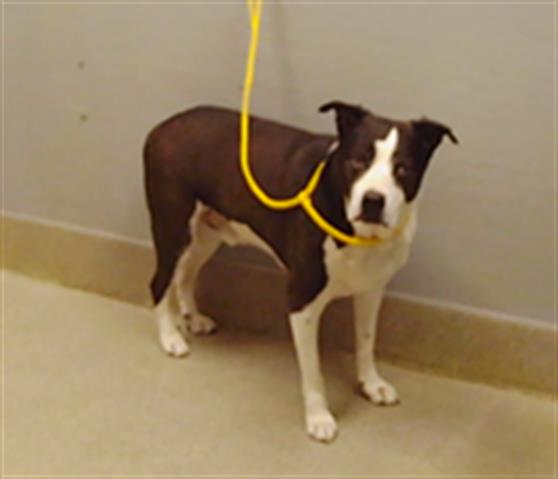 Shelter Stray Male Dog last seen Near BLOCK S MOJAVE RD, LAS VEGAS NV 89104, 655 N Mojave Rd, Las Vegas, NV 89101, USA