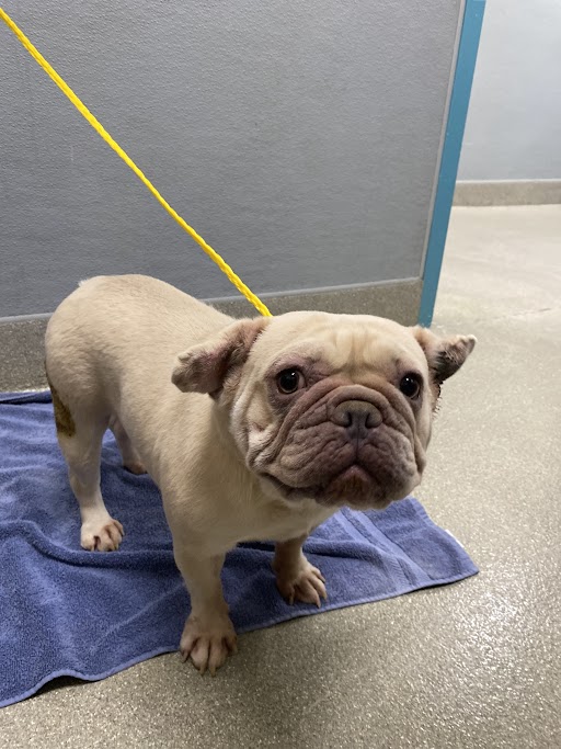 Shelter Stray Female Dog last seen S PECOS RD | E TROPICANA AVE, 655 N Mojave Rd, Las Vegas, NV 89101, USA