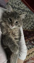 Lost Male Cat last seen Intersection bourg royal et Rue du vignoble, Québec, QC 