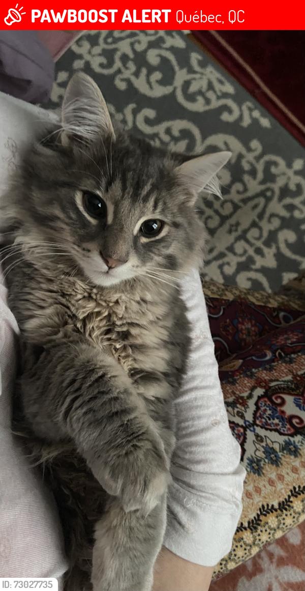 Lost Male Cat last seen Intersection bourg royal et Rue du vignoble, Québec, QC 