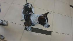 Shelter Stray Female Dog last seen Near BLOCK AND CHANCEY RD, 19640 Dogpatch Ln, Land O' Lakes, FL 34638, USA