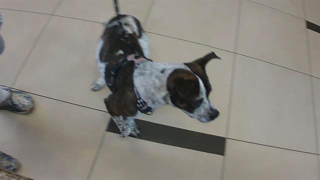 Shelter Stray Female Dog last seen Near BLOCK AND CHANCEY RD, 19640 Dogpatch Ln, Land O' Lakes, FL 34638, USA