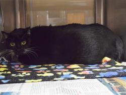 Shelter Stray Unknown Cat last seen FULTON AVE/ LARKSPUR LN, 95825, 3839 Bradshaw Rd, Sacramento, CA 95827, USA