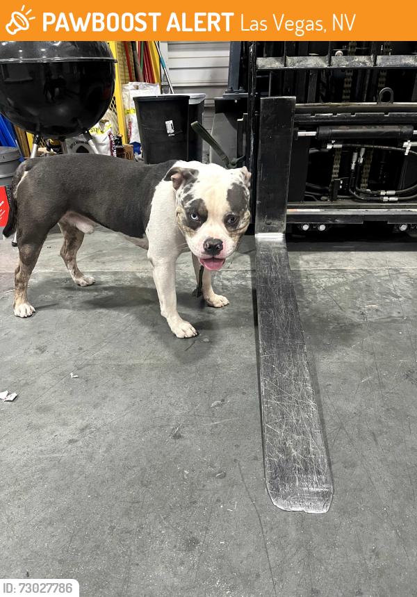 Found/Stray Male Dog last seen North lamb newr Nellis afb, Las Vegas, NV 89110