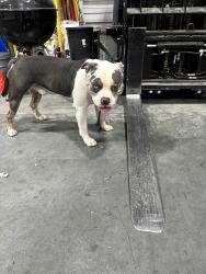 Found/Stray Male Dog last seen North lamb newr Nellis afb, Las Vegas, NV 89110