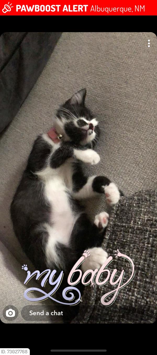 Lost Female Cat last seen Near Madre Dr NE Albuquerque, NM 87112 United States, Albuquerque, NM 87112