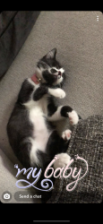 Lost Female Cat last seen Near Madre Dr NE Albuquerque, NM 87112 United States, Albuquerque, NM 87112