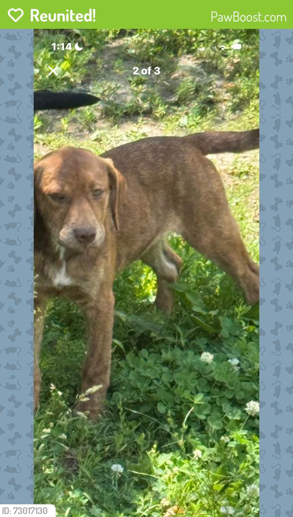 Reunited Male Dog last seen Woodview Ave. Cleveland Heights OH , Cleveland Heights, OH 44121