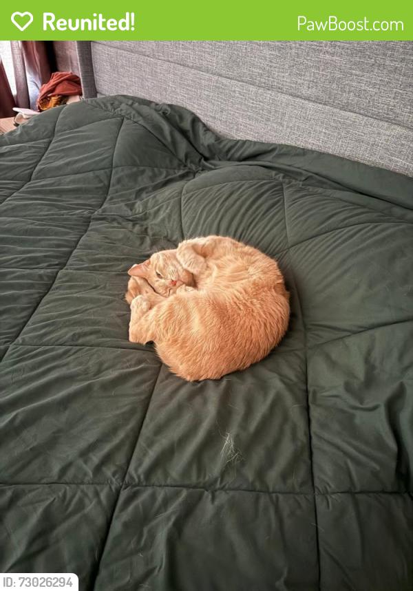 Reunited Male Cat last seen Longstone Drive/Ellersly Drive @ Home, Lewis Center, OH 43035