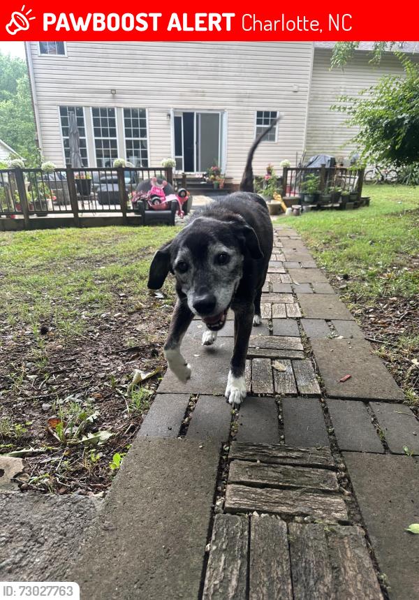 Lost Male Dog last seen Suttonview Dr & Hampton Pl Dr in the Hampton Place neighborhood, Charlotte, NC 28269