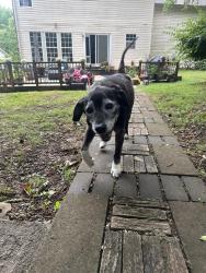 Lost Male Dog last seen Suttonview Dr & Hampton Pl Dr in the Hampton Place neighborhood, Charlotte, NC 28269
