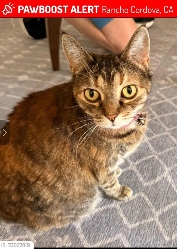 Lost Female Cat last seen Chysanthy Blvd and Adda wy, Rancho Cordova, CA 95742