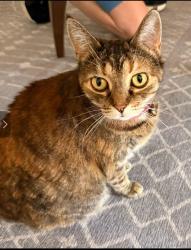 Lost Female Cat last seen Chysanthy Blvd and Adda wy, Rancho Cordova, CA 95742