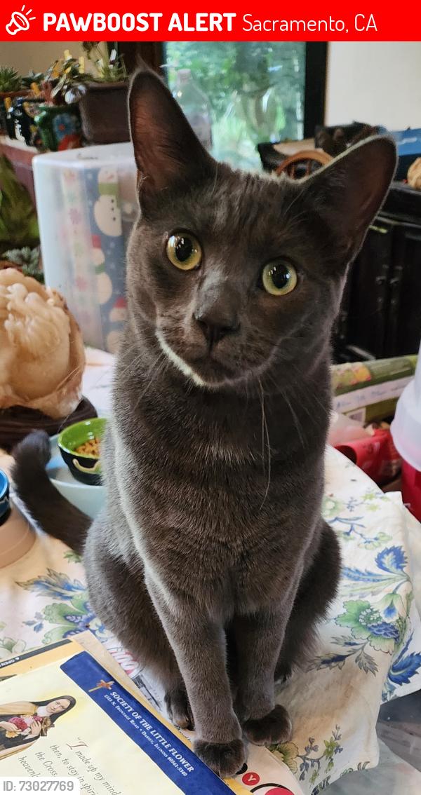 Lost Female Cat last seen Near Morley Way. Also American Ruver and Breckenwood, Sacramento, CA 95864