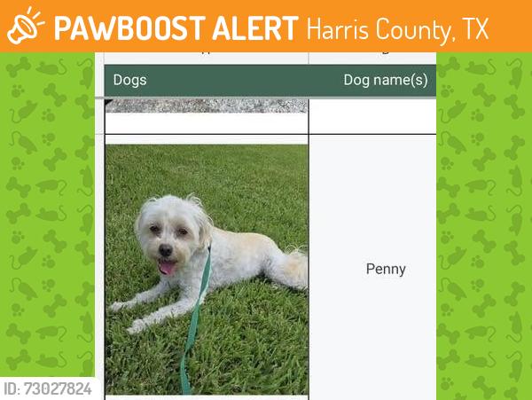 Found/Stray Female Dog last seen Inway & northcrest, Harris County, TX 77389