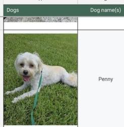 Found/Stray Female Dog last seen Inway & northcrest, Harris County, TX 77389