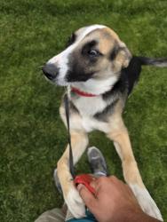 Reunited Male Dog last seen Airwayheights Walmart, Spokane, WA 99224