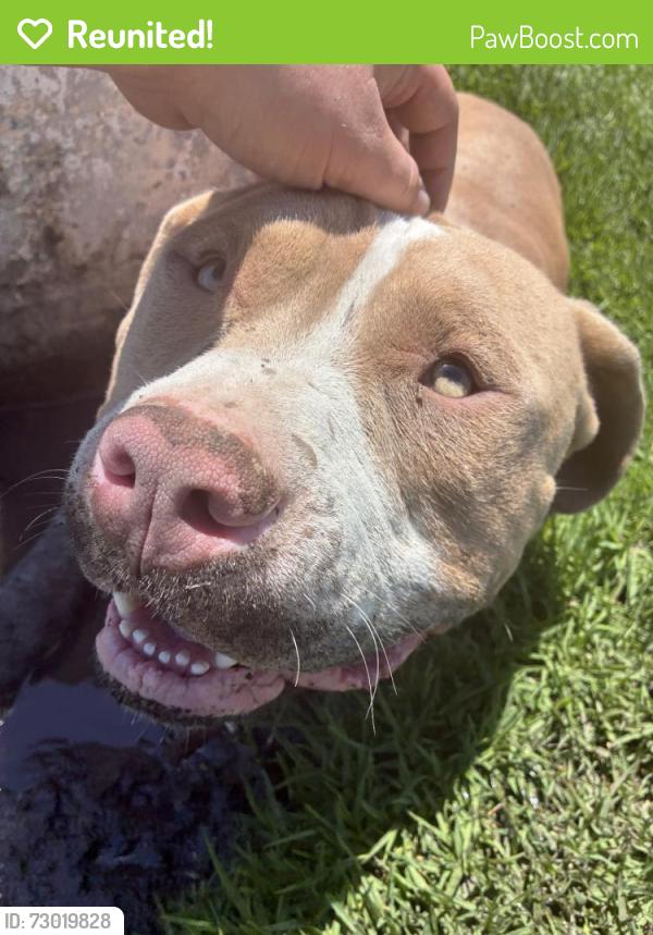 Reunited Male Dog last seen Near Valley Blvd, Pomona, CA 91768, USA, Pomona, CA 91768