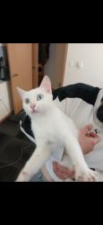 Lost Female Cat last seen CVS on airport road everett , Everett, WA 98204