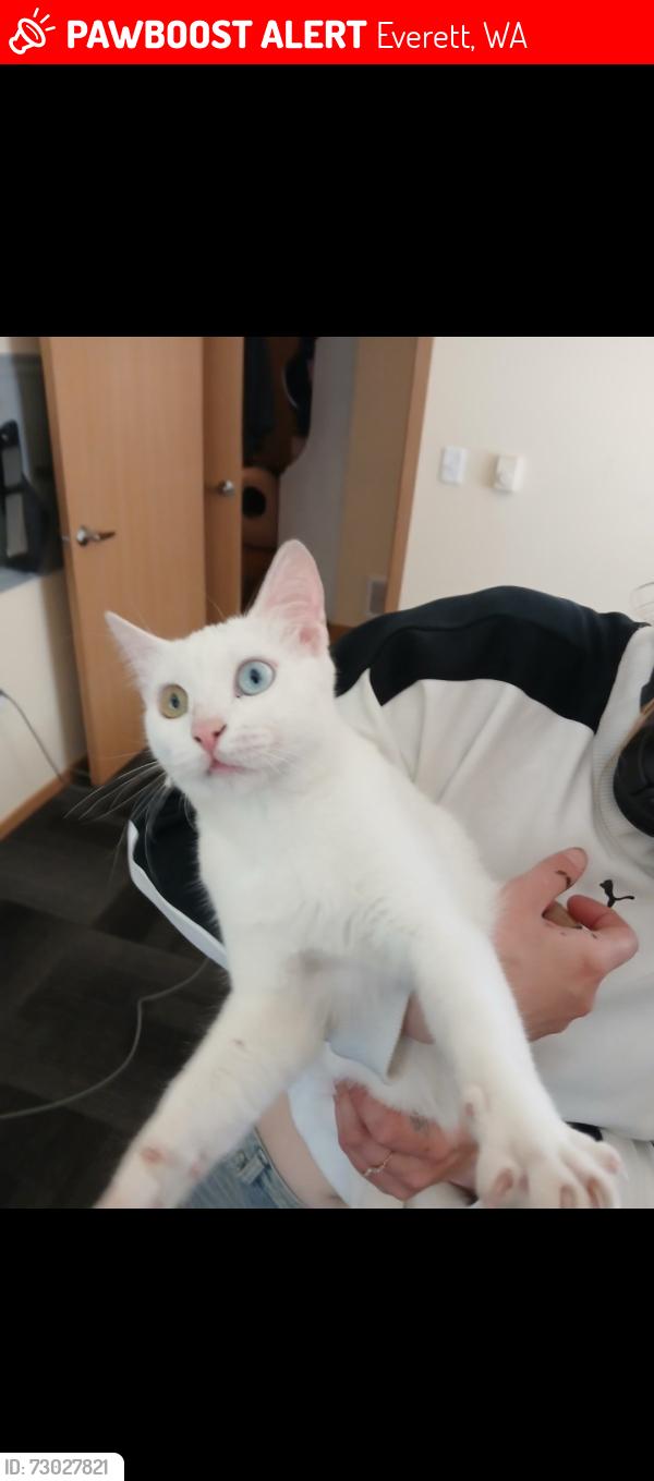 Lost Female Cat last seen CVS on airport road everett , Everett, WA 98204
