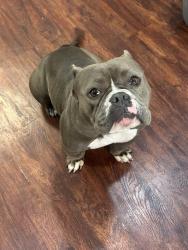Lost Female Dog last seen calmont and cherry lane, Fort Worth, TX 76116