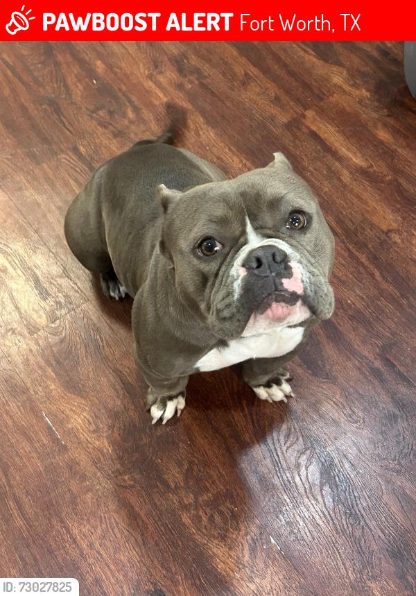 Lost Female Dog last seen calmont and cherry lane, Fort Worth, TX 76116