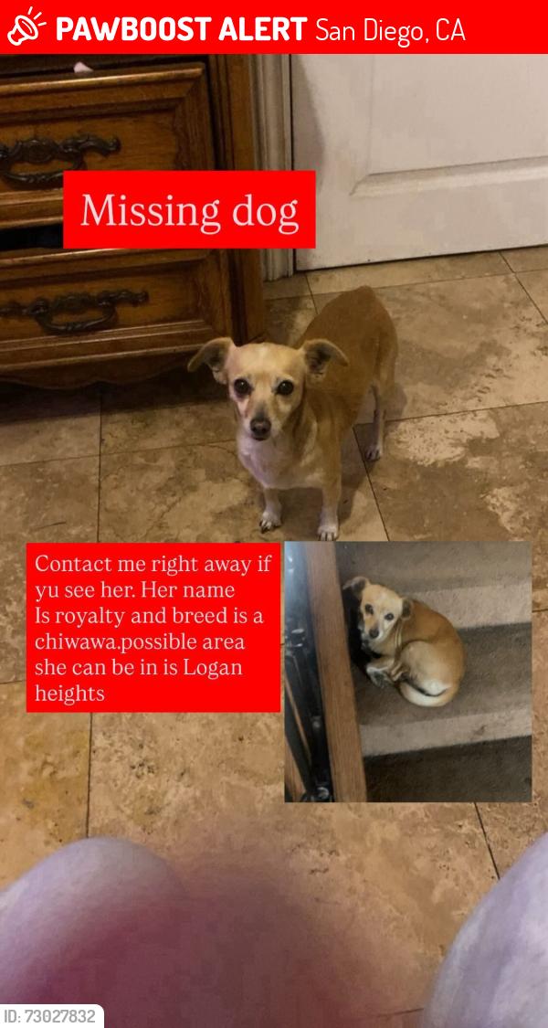 Lost Female Dog last seen Webster ave , San Diego, CA 92113