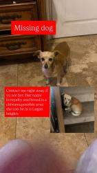 Lost Female Dog last seen Webster ave , San Diego, CA 92113