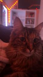 Lost Female Cat last seen Graham Street seattle wa 98118, Seattle, WA 98118